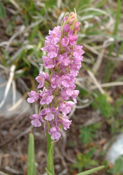 Gymnadenia conopsea